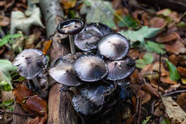 istock Grey and white mushrooms on a tree trunk in the forest 1282341826