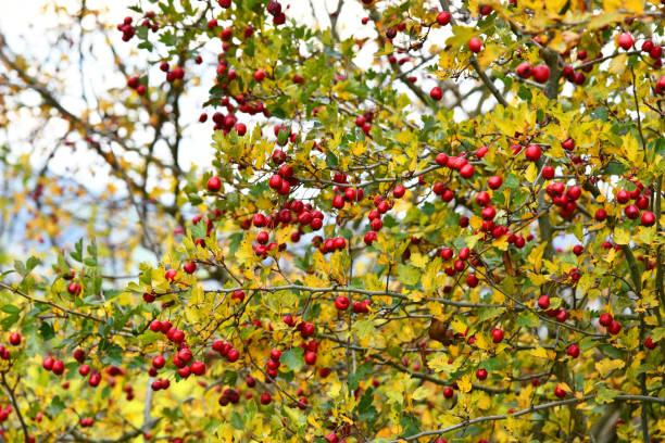 Crataegus Hawthorn in autumn hawthorn maple stock pictures, royalty-free photos & images