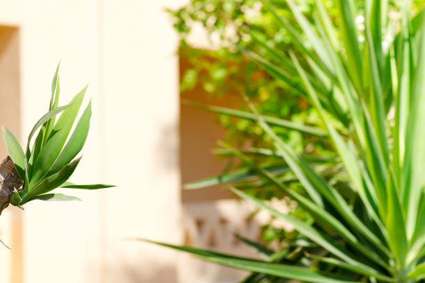 Fresh tropical palm leaves and green brunches of bushes on a light beige color building's wall background in a sunny day, copy space.