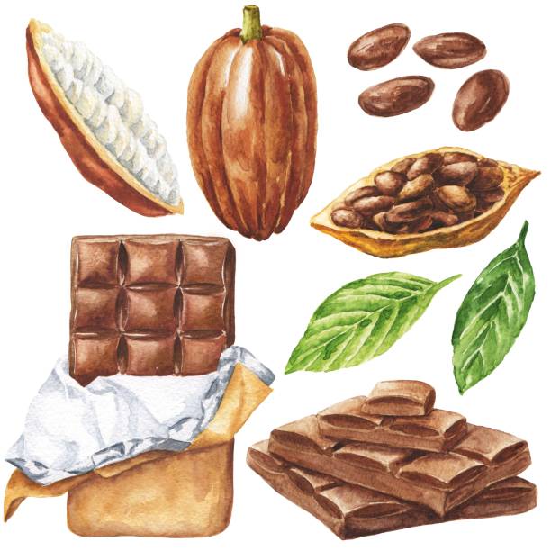 Hand drawn watercolor cocoa chocolate set isolated on white background. Realistic botanical illustration. Food drawing set. Hand drawn watercolor cocoa chocolate set isolated on white background. Realistic botanical illustration. Food drawing set. cocoa bean stock illustrations