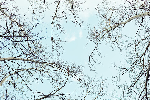 Low angle shot of the branches of trees against a blue sky