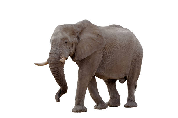 éléphant africain isolé sur blanc - african elephant photos et images de collection