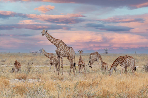 adult female giraffe with calf grazing adult female giraffe with calf grazing on savanna in Etosha national Park, Ombika, Kunene, Namibia, true wildlife photography calf photos stock pictures, royalty-free photos & images