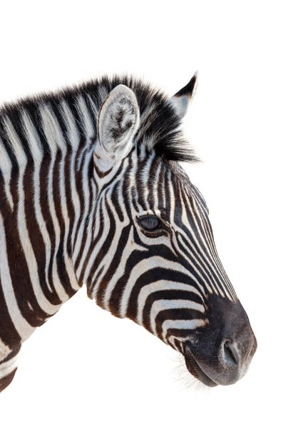 istock head of a zebra isolated in white background 1282345356