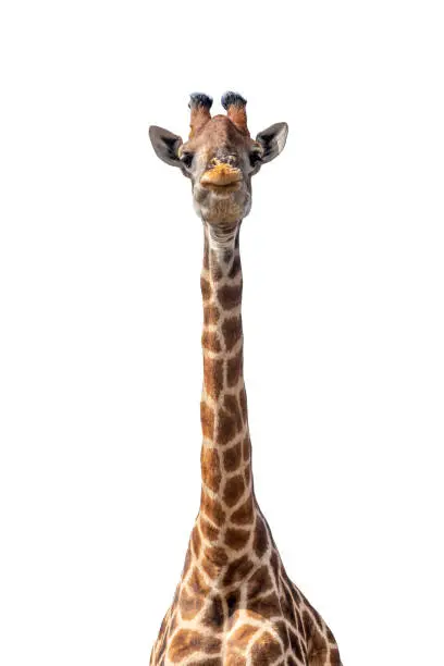 Photo of Giraffe isolated on white background