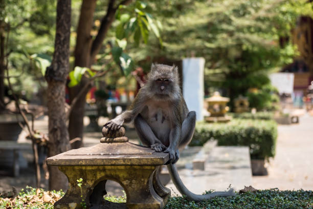 istock Monkey at wat tham sua, Krabi, Thailand 1282346743