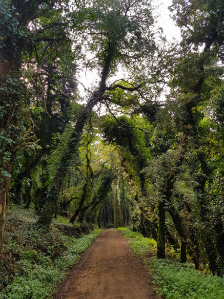 Forest path with big magical trees Forest path with big magical trees with ivy on trunk serra de sintra stock pictures, royalty-free photos & images