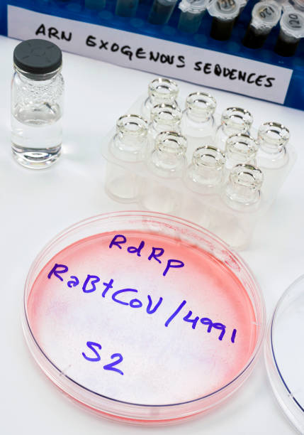 istock Exogenous RNA sequence study vials on Sars-CoV-2 virus in the laboratory, conceptual image 1282347710