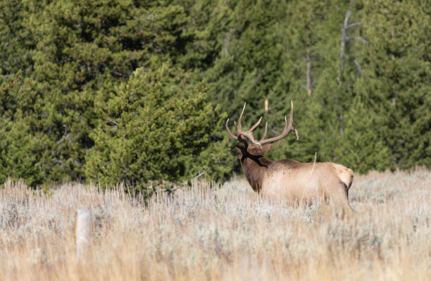 istock Bull Elk in Autumn in Wyoming 1282347746