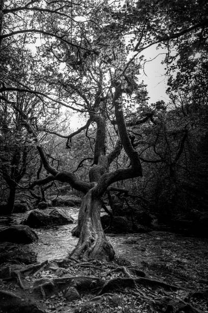 istock Black and white image of gnarled tree, Cornwall 1282347950
