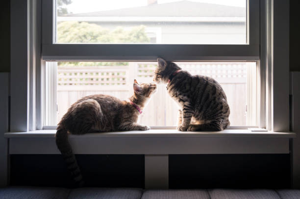 istock Two Tabby Cats Relax on a Windowsill in Seattle, WA 1282348226