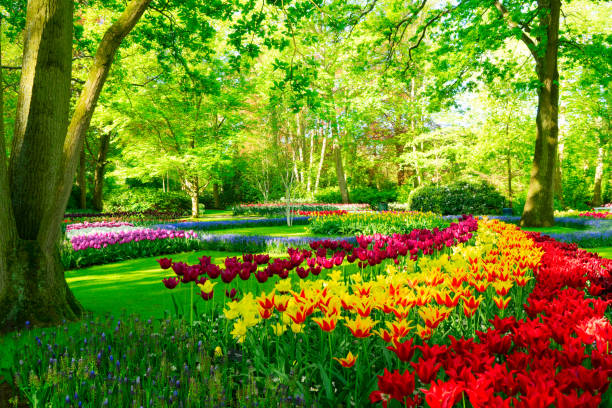 istock fresh lawn with flowers 1282350004