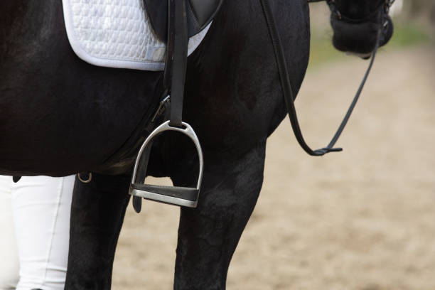 détail de la race spéciale de dressage friesian horse en noir avec l’équitation de fourrure brillante dans un paddock - horse black stallion friesian horse photos et images de collection
