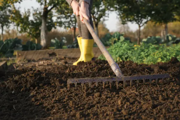 Photo of Woman in yellow rubber boots working in garden with rake leveling ground. Soil preparation for seeding and planting, garden tools, gardening, rake, soil, outdoor work concept.