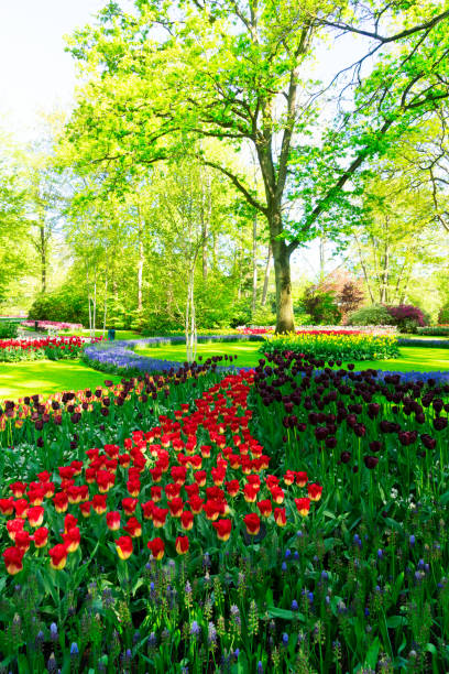 istock fresh lawn with flowers 1282350543