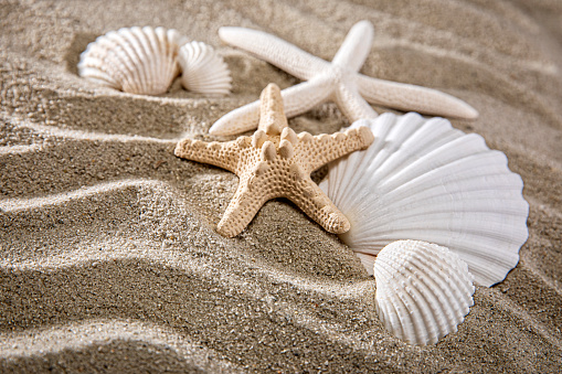Beach Seashells in the Sand