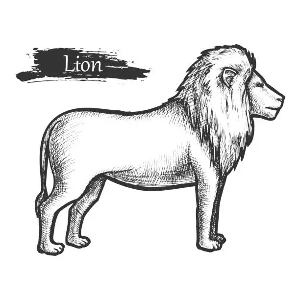 Vector illustration of Lion sketch, zoo and African jungle wild animal