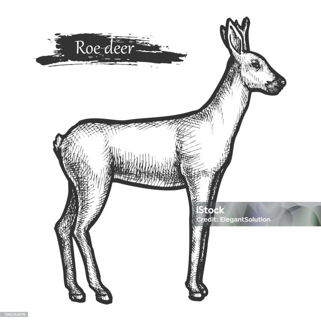 Roe Deer Sketch Wild Animal Line Hatching Stock Illustration - Download  Image Now - Animal, Animal Wildlife, Animals In The Wild - iStock