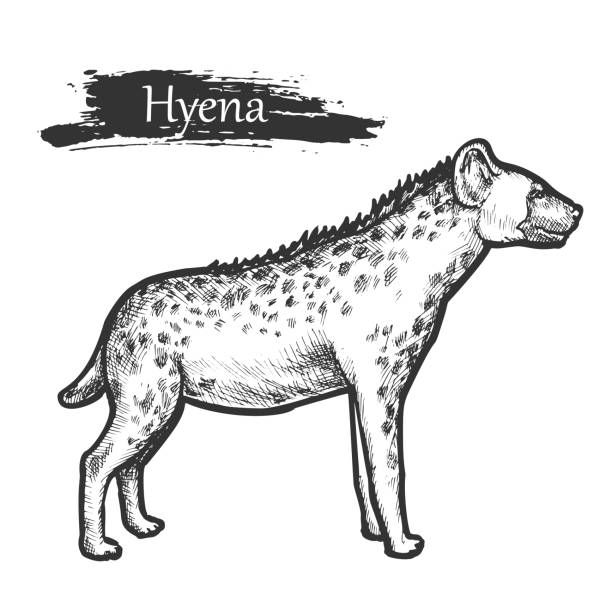 Hyena sketch, zoo and African jungle wild animal Hyena sketch wild animal, hand drawn vector illustration. African jungle hyena in pencil sketch and line hatching, savanna wildlife and zoo animal monochrome engraving hyena stock illustrations