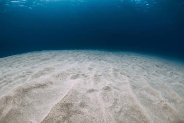 istock Tropical ocean in the deep with white sandy bottom underwater 1282353751