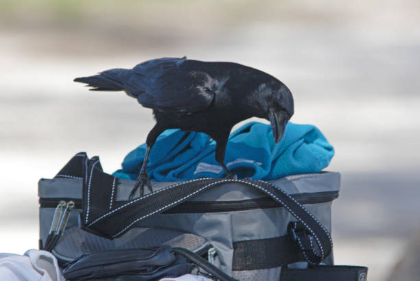 Fish Crow Fish Crow (Corvus ossifragus) adult raiding beachgoers bag"n"nSanibel Island, Florida          February fish crow stock pictures, royalty-free photos & images
