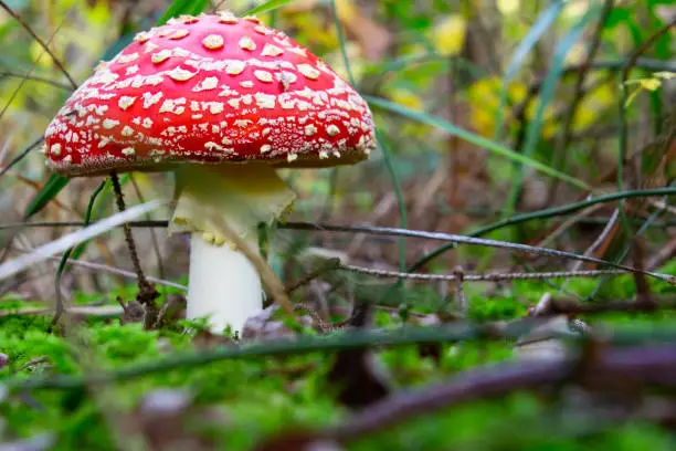 Side view of fly agaric mushroom, red with white dots. Low angle view with copy space for text. Also called Amanita muscaria or Fliegenpilz