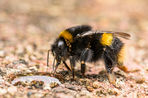 Close-up photograph of a bee consuming a sugar solution to help revival.