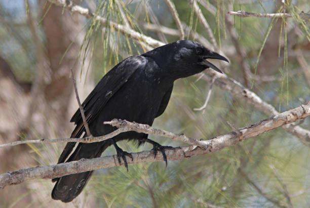 Fish Crow Fish Crow (Corvus ossifragus) adult perched in tree calling"n"nSanibel Island, Florida          February fish crow stock pictures, royalty-free photos & images