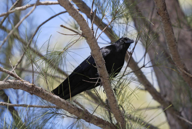 Fish Crow Fish Crow (Corvus ossifragus) adult perched in tree"nSanibel Island, Florida          February fish crow stock pictures, royalty-free photos & images