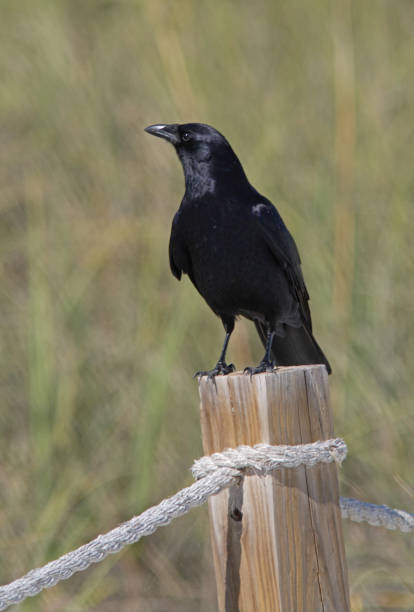 Fish Crow Fish Crow (Corvus ossifragus) adult perched on fence post"n"nSanibel Island, Florida          February fish crow stock pictures, royalty-free photos & images