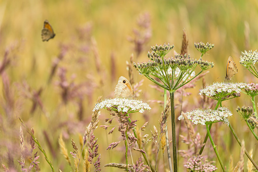 Photograph of Meadow Brown Butterflies in natural environment.