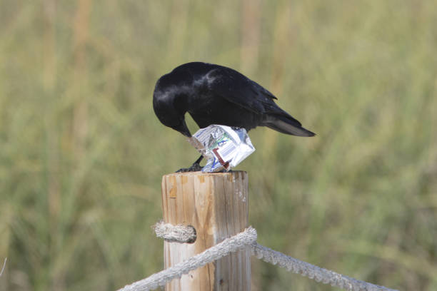 Fish Crow Fish Crow (Corvus ossifragus) adult with scavanged litter"n"nSanibel Island, Florida          February fish crow stock pictures, royalty-free photos & images