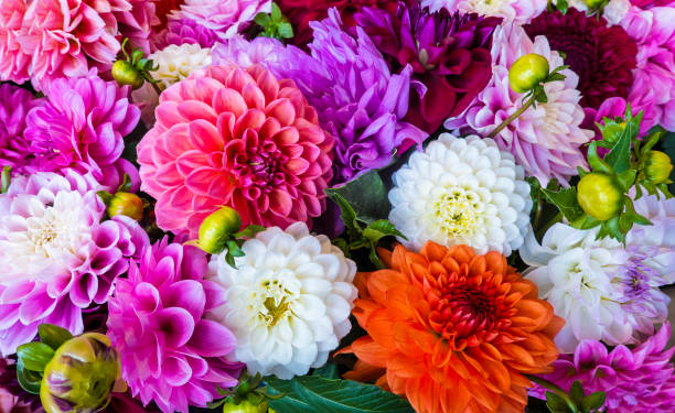 istock Dahlia Chrysanthemum Colorful Bouquet Background Full Frame Natural Pattern 1282354529