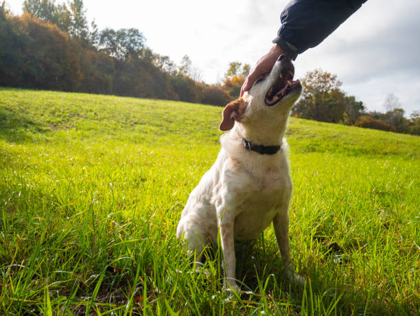 istock Happy dog rewarded with a stroke 1282354606
