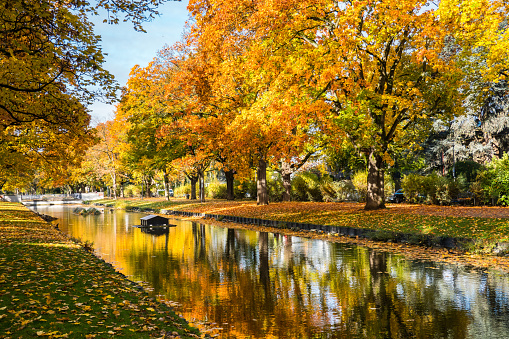 Cologne, Koln, Germany: Beautiful Autumn Fall Foliage Trees on Clarenbachkanal Water Channel