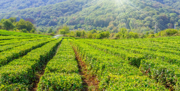 istock tea plantation landscape background. Krasnodar, Sochi Russia 1282356280