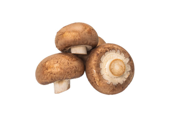 istock Tasty mushroom isolated on white background. 1282356849