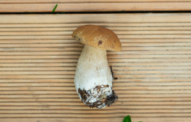 istock One porcini cep mushroom picked in forest. 1282357218