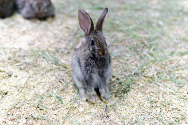 istock little rabbit. Easter dwarf decorative fluffy rabbit. Symbol of Easter. 1282357345