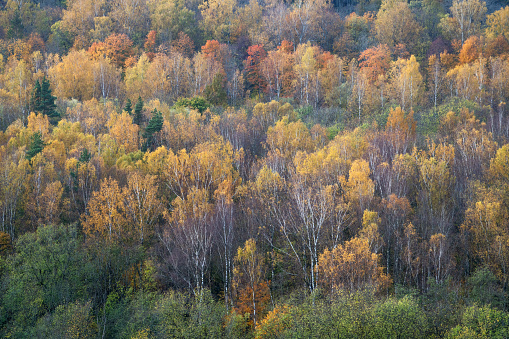 Fairy autumn landscape. Gauja national park, Sigulda, Latvia