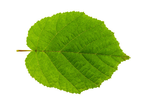 Green hazelnut leaf isolated on White backgruond