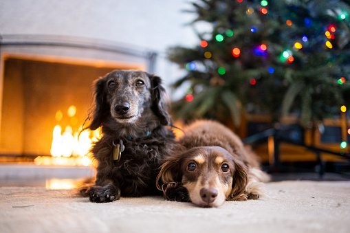Long haired dachshunds Christmas scene
