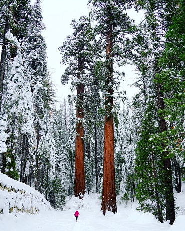 A woman in a red jacket walking through giant sequoia trees covered in thick snow in Yosemite National Park. Model Penny Richard 8/7/1981