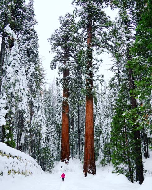1,600+ Sequoia Snow Stock Photos, Pictures & Royalty-Free Images - iStock