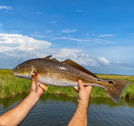 A Louisiana redfish caught and released into the marsh