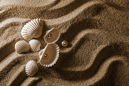 Sea shells on a sand pile isolated on white background