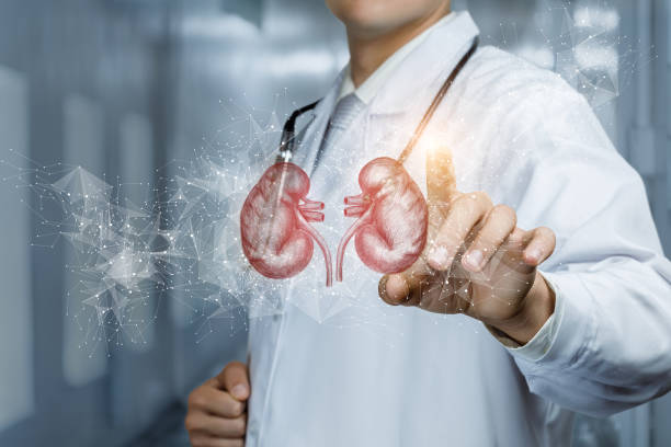Patient kidney diagnosis and treatment concept. Patient kidney diagnosis and treatment concept. The doctor clicks on the whiskey from the kidneys. kidney organ stock pictures, royalty-free photos & images