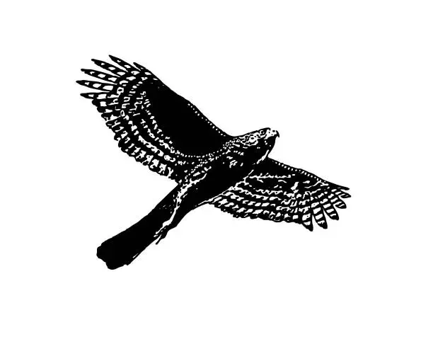 Vector illustration of Line art vector of a Cooper's Hawk flying