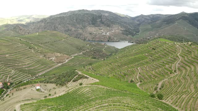 Traditional Douro vineyards