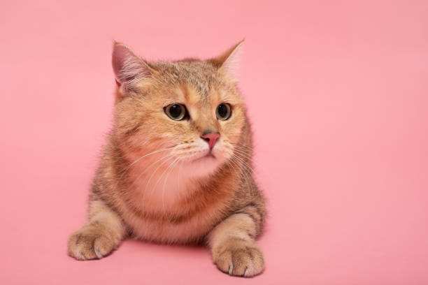 istock British shorthair cat on pink wall looking aside. 1282362215